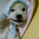 강아지당 이미지