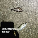 에스테르라인 입문으로 피싱 그립 선물 받음