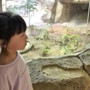 싸파리 이미지