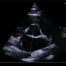 인천동물심장내과 이미지