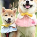 도그홀릭 이미지