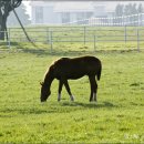 행여나목장 이미지