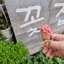 스완즈에그 이미지