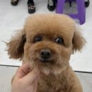 동탄에이스애견미용학원