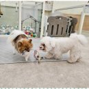 행복유치원 | 강아지유치원 강아지도 행복해지는 멍땅 유치원 후기