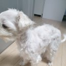 수원시동물보호센터 동물병원 이미지