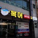 제주복어 이미지