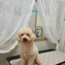 늘이쁘개 이미지