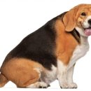 강아지나라동물병원 이미지