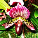 난초목장 이미지