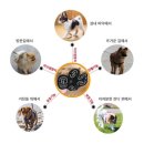 강아지발바닥 | 강아지 슬개골보호를 위한 | 아임펫벳 ‘강아지발바닥패드’ 사용 후기🐶