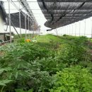 철수농장 이미지