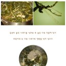 정월 대보름 오곡밥과 /아홉가지 나물 이미지