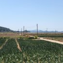 신촌브루