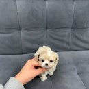 독스캣강아지고양이