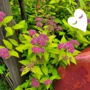 고향차밭골식당 이미지