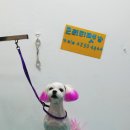 프리티펫 이미지