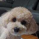 365화목약국 이미지