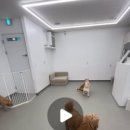 멍얀트리 이미지