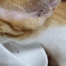 카카오 N 동물병원 이미지