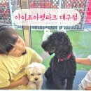 대구 아이조아펫파크 :) 아이와 함께 가는 다사 반려견 애견 카페 강아지 좋아하는 아이