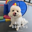 개린이집 | 인천 서구 가정동 루원시티 강아지 유치원 "주주개린이집" 내돈내산 등원 후기