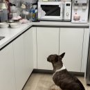포리더푸들