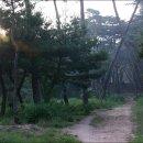아침햇살 머금은 삼릉 소나무숲.. 이미지