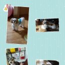 푸른펫살롱 이미지