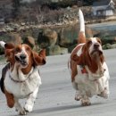 바셋하운드 이미지