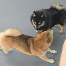 매일행복하개 네이버블로그