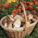 송이농장 | [상견례 선물, 명절 선물] 내돈내산 ‘송이버섯’ 구매후기