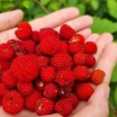 목포영산초등학교 이미지