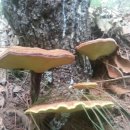 자연산 영지버섯 이미지