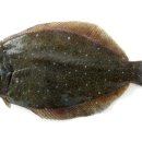 광어한마리 이미지