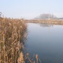 교동멧돼지 이미지