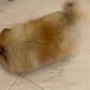 에바 가위컷 전문점 이미지