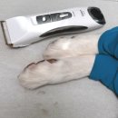 오일프라임 | [강아지바리깡] 닉센 스마트프라임 NX3000 후기, 셀프미용으로 발바닥 미끄럼 방지했어요