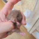 미니펫스토리 이미지