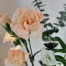 세상을피우다 | 피우다 Piuda / 제철 생화 정기구독 택배로 받은 후기