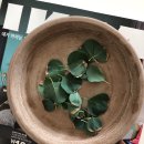 수미수 | 이케아 식물 급수센서 CHILIPULVER/ 고양점 반품후기