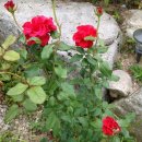 바위솔펜션 이미지