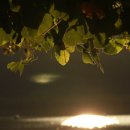 천평지낚시터 이미지