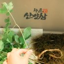 차윤산삼