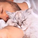 멍멍이와 야옹이 이미지