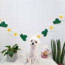 bbodog(뽀독) 이미지