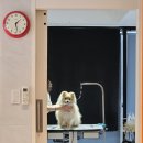 이향애견살롱 | [부산] 강아지 미용 애견 미용 연제구 연산 위치한 ‘뽀살롱’ 포메라니안 미용 후기