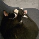 제주 동쪽 동물병원 표선동물병원 방문 후기 / 고양이 방광염