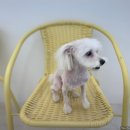 이로운 펫살롱 | 스트레스 없이 믿고 맡길 수 있는 :: 고덕동 애견미용 [이로운펫살롱]