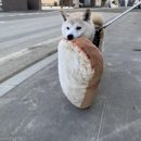 판다사자온라인
